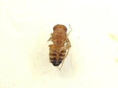 Drosophila immigrans