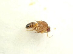 Drosophila immigrans