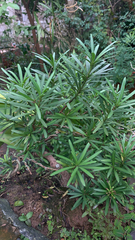 Podocarpus macrophyllus