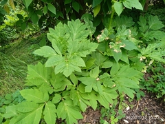 Angelica gigas