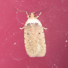 Agonopterix nigrinotella