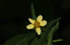 Bidens biternata