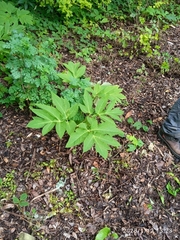 Angelica gigas