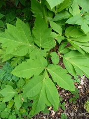Angelica gigas