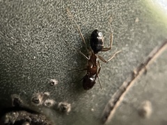 Camponotus clarithorax
