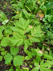 Angelica gigas