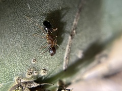 Camponotus clarithorax