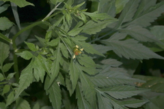 Bidens biternata