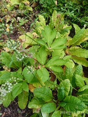 Angelica gigas