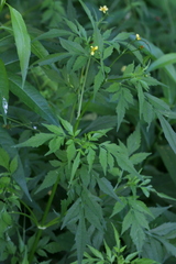 Bidens biternata