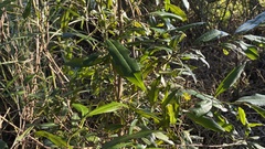 Ardisia quinquegona