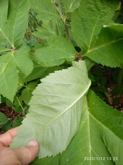Angelica gigas