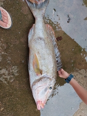 Lethrinus olivaceus