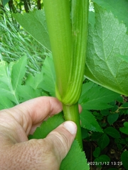 Angelica gigas