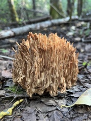 Ramaria stricta