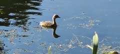 Poliocephalus poliocephalus