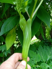 Angelica gigas