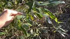 Ardisia quinquegona