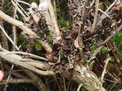 Rhopalomyia baccharis