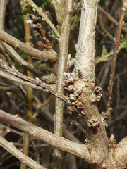 Rhopalomyia baccharis