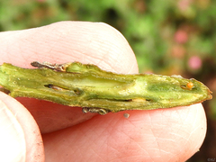 Rhopalomyia baccharis