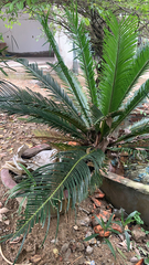 Cycas revoluta
