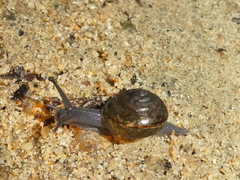 Helminthoglypta