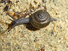 Helminthoglypta