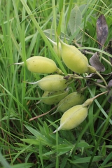 Baptisia bracteata