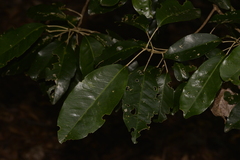 Sarcomelicope simplicifolia