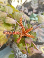 Berberis × hortensis