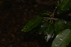 Sarcomelicope simplicifolia