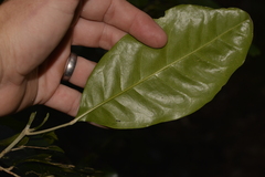 Sarcomelicope simplicifolia