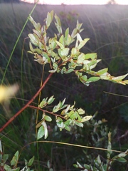 Salix myrtilloides