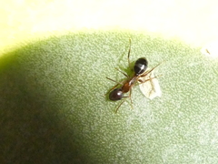 Camponotus clarithorax
