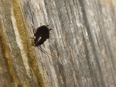 Parcoblatta americana