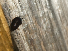 Parcoblatta americana