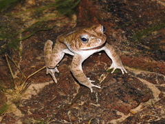 Incilius occidentalis
