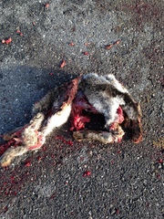 Lepus californicus asellus