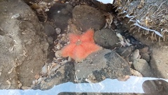 Aquilonastra