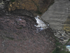 Incilius occidentalis