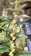Osmanthus fragrans