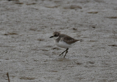 Charadrius leschenaultii