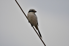 Lanius sphenocercus