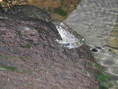 Incilius occidentalis
