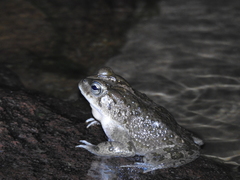 Incilius occidentalis