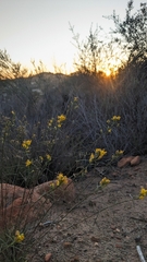 Gutierrezia californica