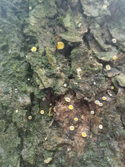 Lachnellula