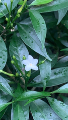 Tabernaemontana divaricata