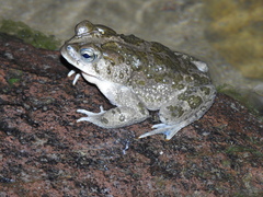 Incilius occidentalis